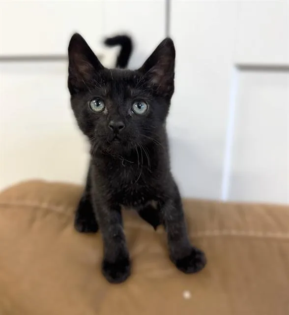 A baby small-sized male Domestic Short Hair cat named Simon for adoption in Sacramento, CA