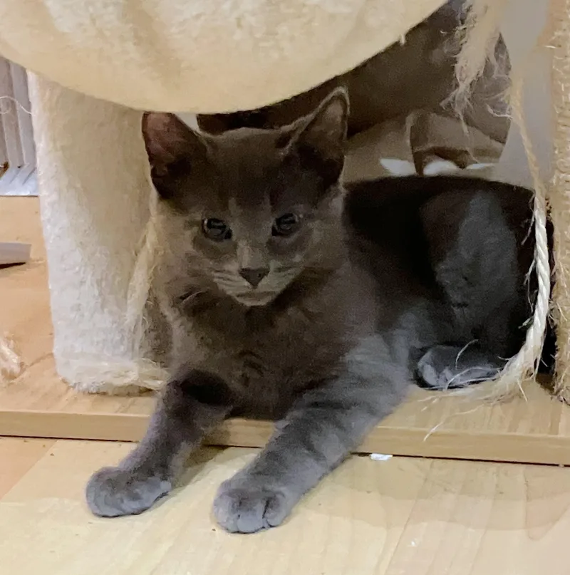 A baby medium-sized male Gray / Blue / Silver Russian Blue cat named Palmer for adoption in Lombard, IL