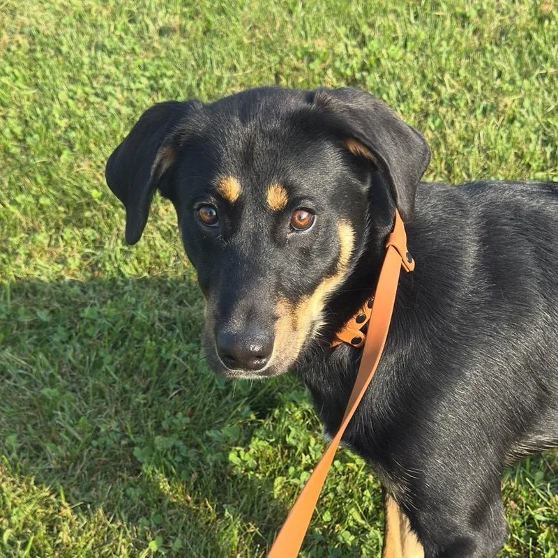 A young large-sized male Black Coonhound dog named Enzo for adoption in Perkiomenville, PA