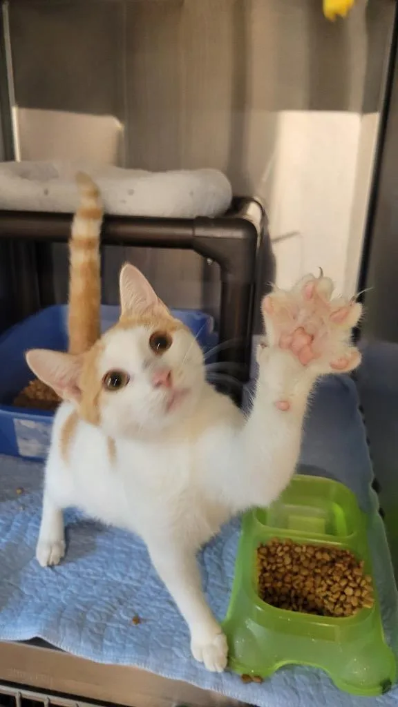 A young large-sized male Domestic Short Hair cat named Toby for adoption in Metter, GA