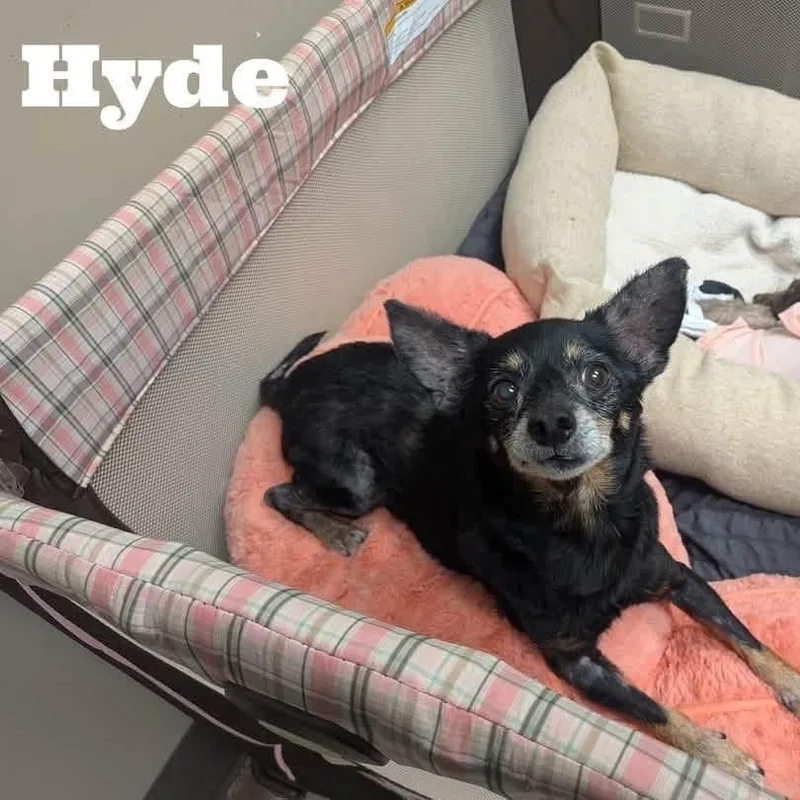 Hyde thumbnail 4
