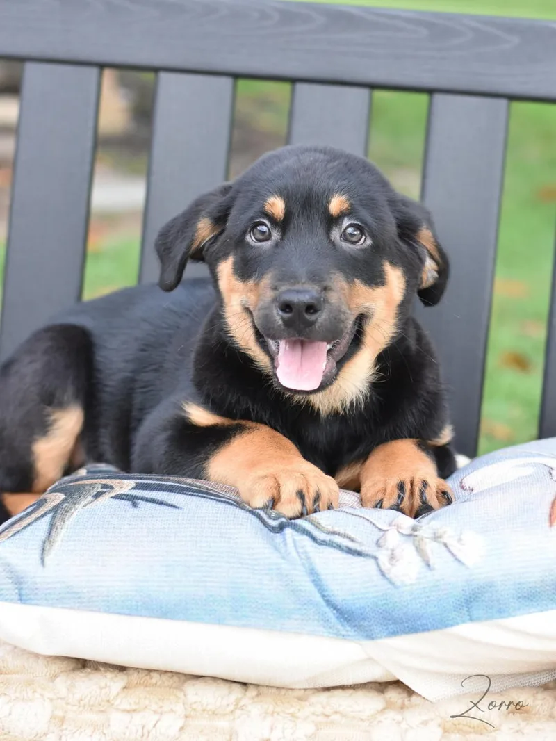 A baby large-sized male Labrador Retriever dog named Zorro for adoption in Conroe, TX
