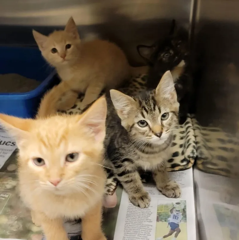 An adult medium-sized male Domestic Short Hair cat named Budro for adoption in Johnson City, TN