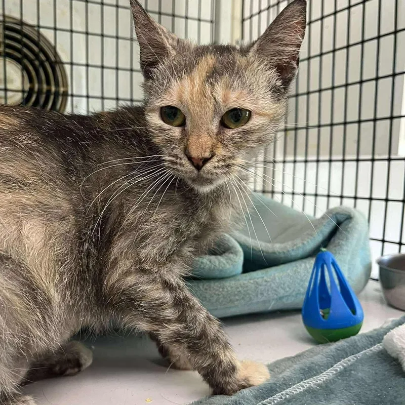 A baby small-sized female Dilute Tortoiseshell cat named Kiki for adoption in Huntington, NY