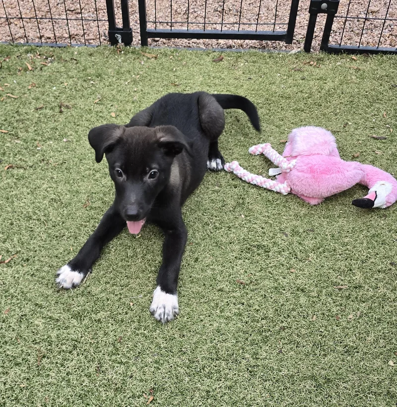 A baby medium-sized male Labrador Retriever dog named Dean for adoption in Apache Junction, AZ