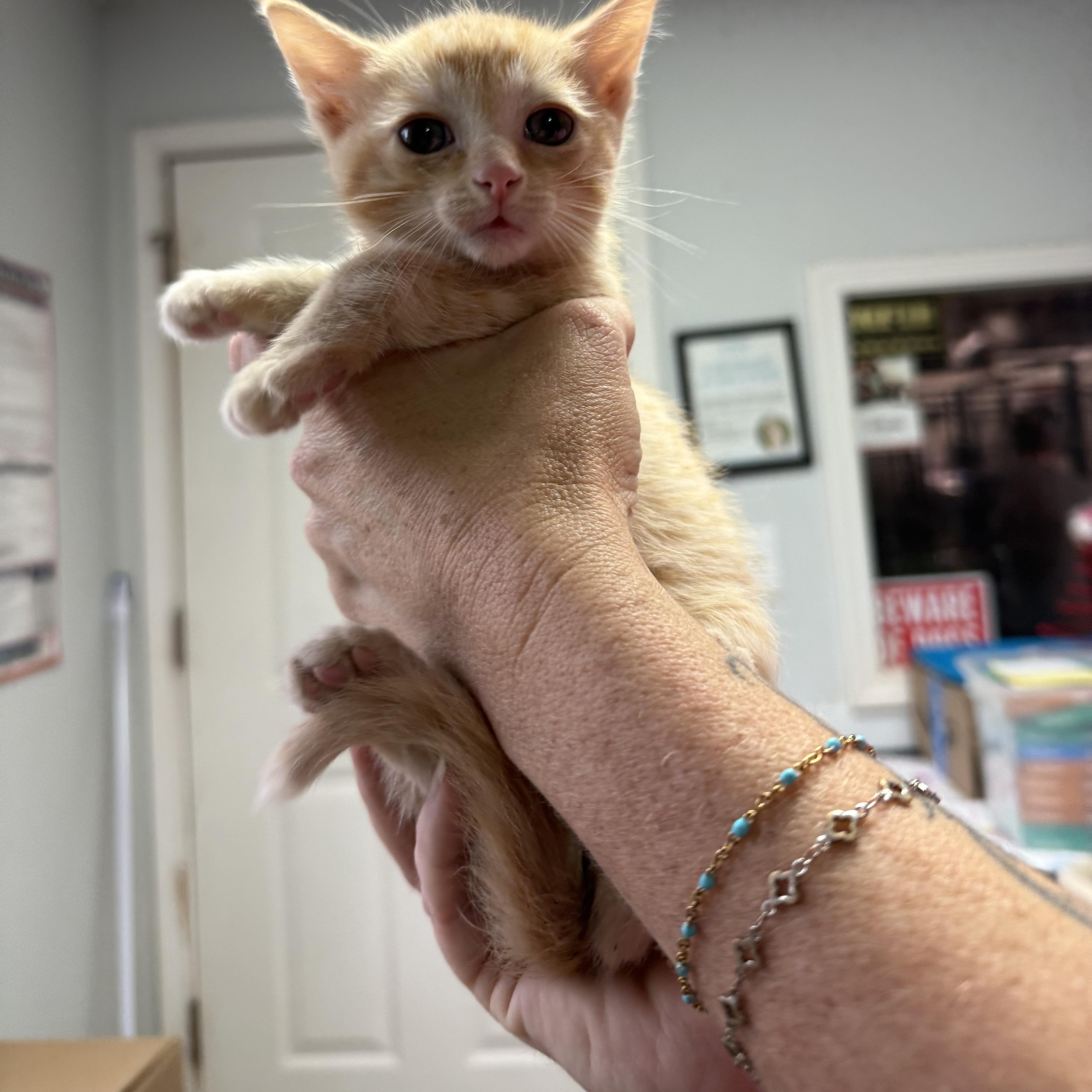 A baby medium-sized male Orange & White Tabby cat named Louis for adoption in Columbia, SC