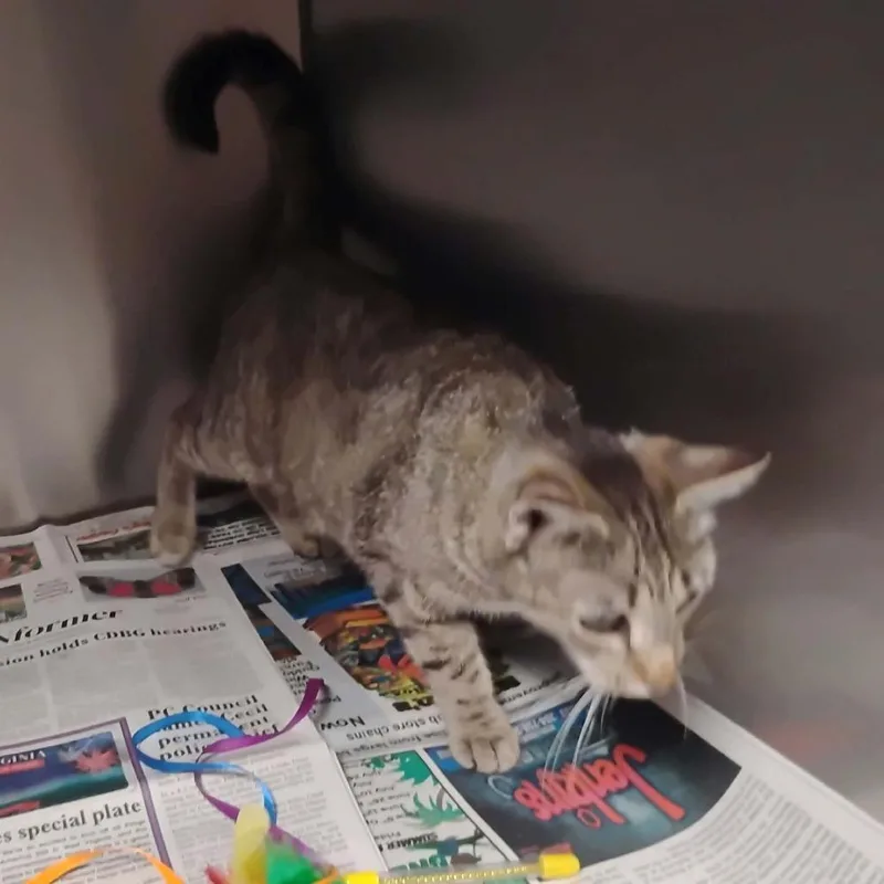 An adult small-sized female Gray / Blue / Silver Domestic Short Hair cat named Hannah for adoption in Washington, DC