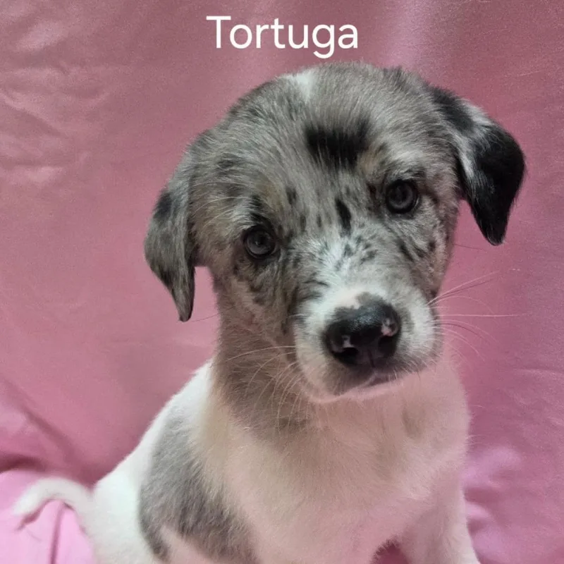 A baby small-sized female Mixed Breed dog named Tortuga for adoption in Naperville, IL
