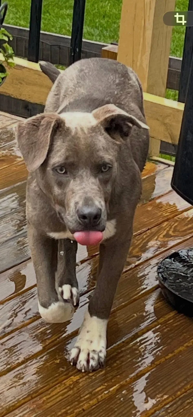 A baby medium-sized female Pit Bull Terrier dog named Princess Gracie Mae for adoption in Germantown, OH