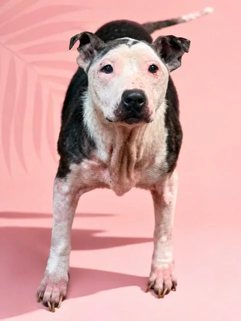 A senior medium-sized female Mixed Breed dog named Cookie Love for adoption in Jacksonville, FL