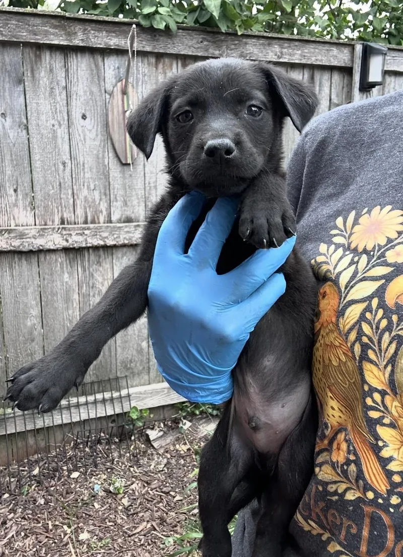 A baby medium-sized male Black Labrador Retriever dog named Yonex for adoption in Wonder Lake, IL