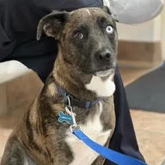 A young medium-sized male Mixed Breed dog named Kona for adoption in Green Valley, AZ