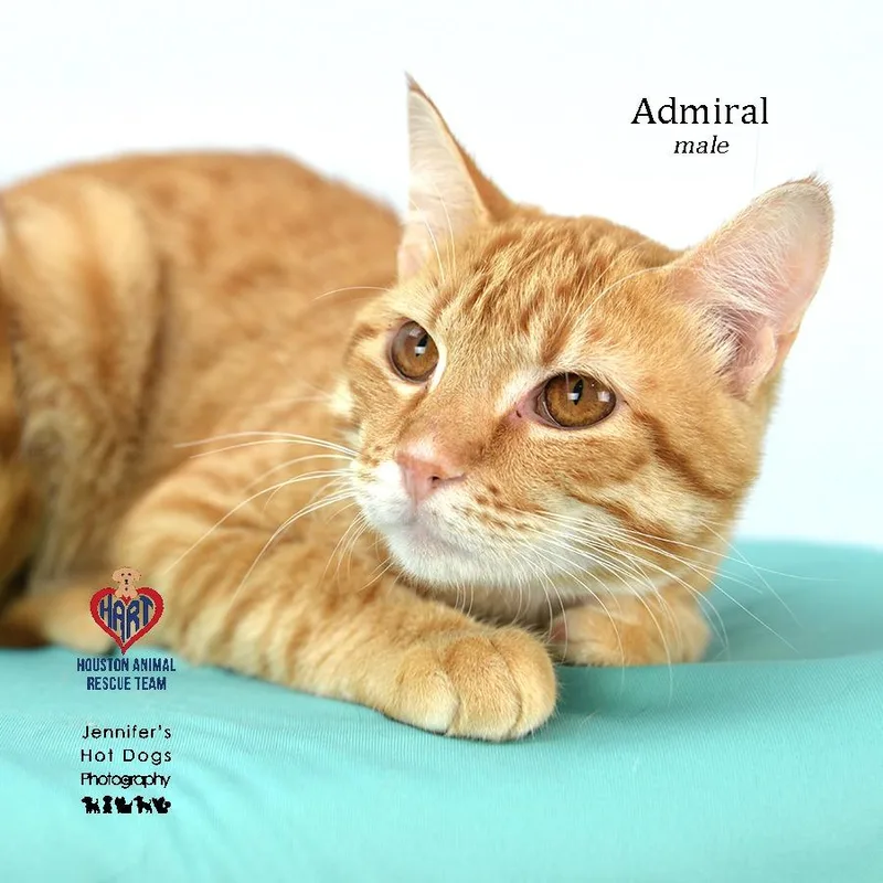 Admiral
