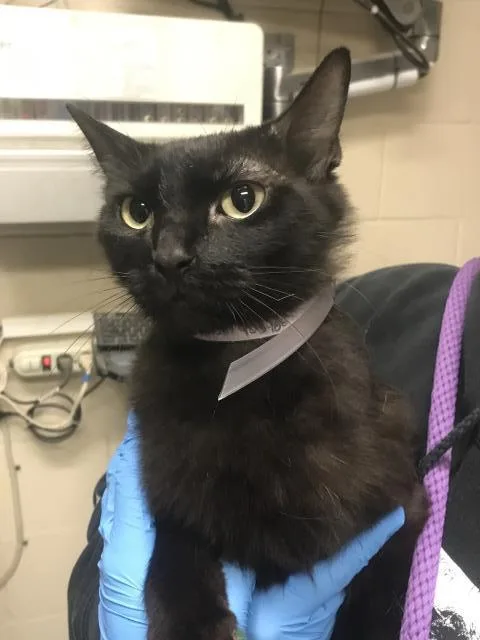 An adult small-sized female Domestic Long Hair cat named Paulie for adoption in Conroe, TX