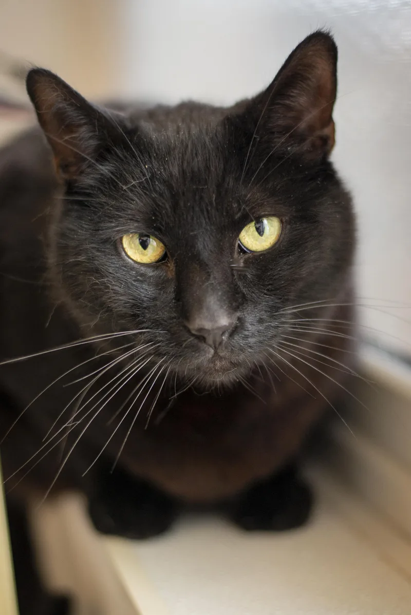 An adult large-sized male Black Domestic Short Hair cat named October for adoption in Gunnison, CO