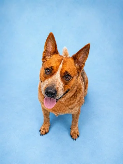 A young medium-sized male Australian Cattle Dog / Blue Heeler dog named Cinch for adoption in Westminster, MD