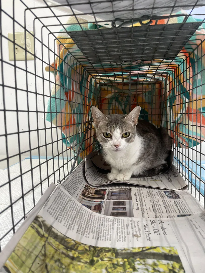 A young medium-sized female Domestic Short Hair cat named Priscilla for adoption in Trenton, NJ