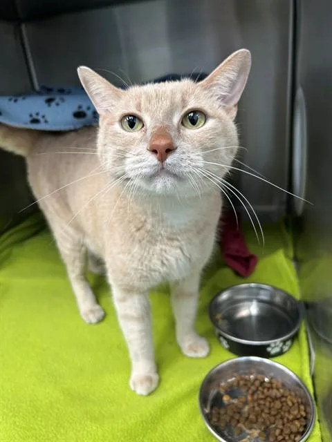 An adult small-sized male Domestic Short Hair cat named Squeaky for adoption in Geneva, IL