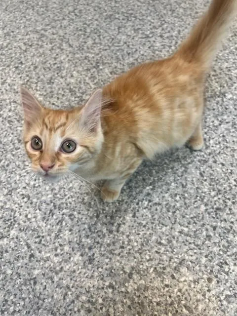 A baby small-sized female Orange & White Domestic Short Hair cat named Mary Kate for adoption in Manassas, VA