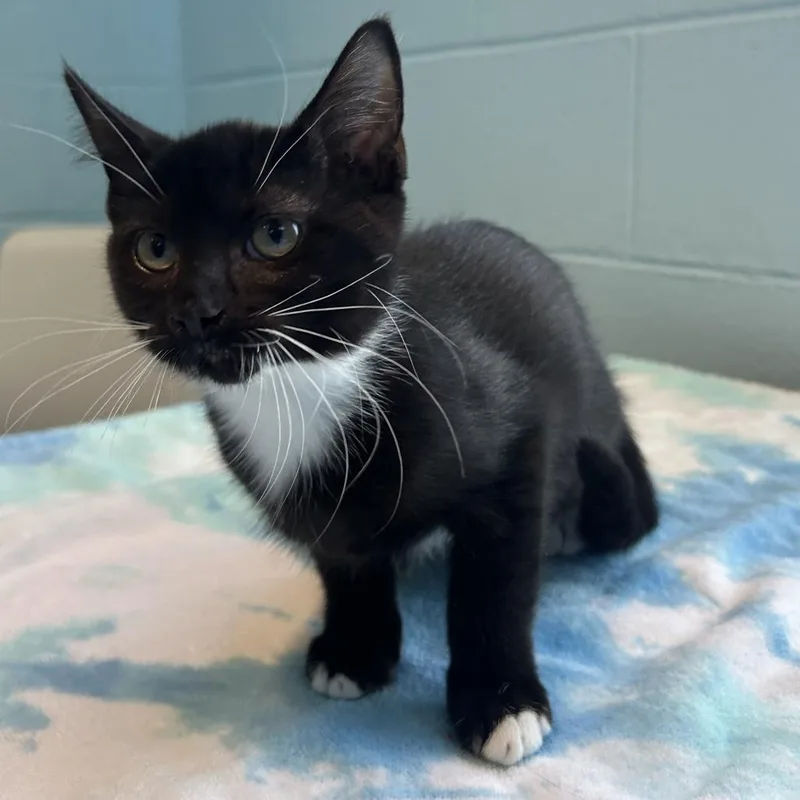 An adult medium-sized female Domestic Medium Hair cat named Bec FKA Ursula for adoption in Chesapeake, VA