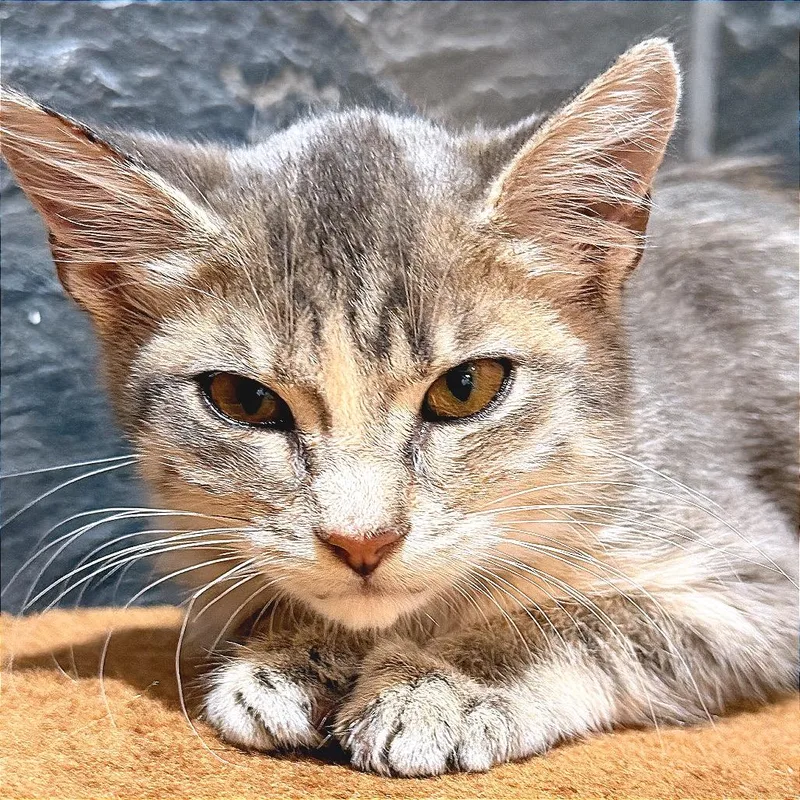 A baby small-sized male Tortoiseshell Domestic Short Hair cat named Jack for adoption in Hannibal, MO