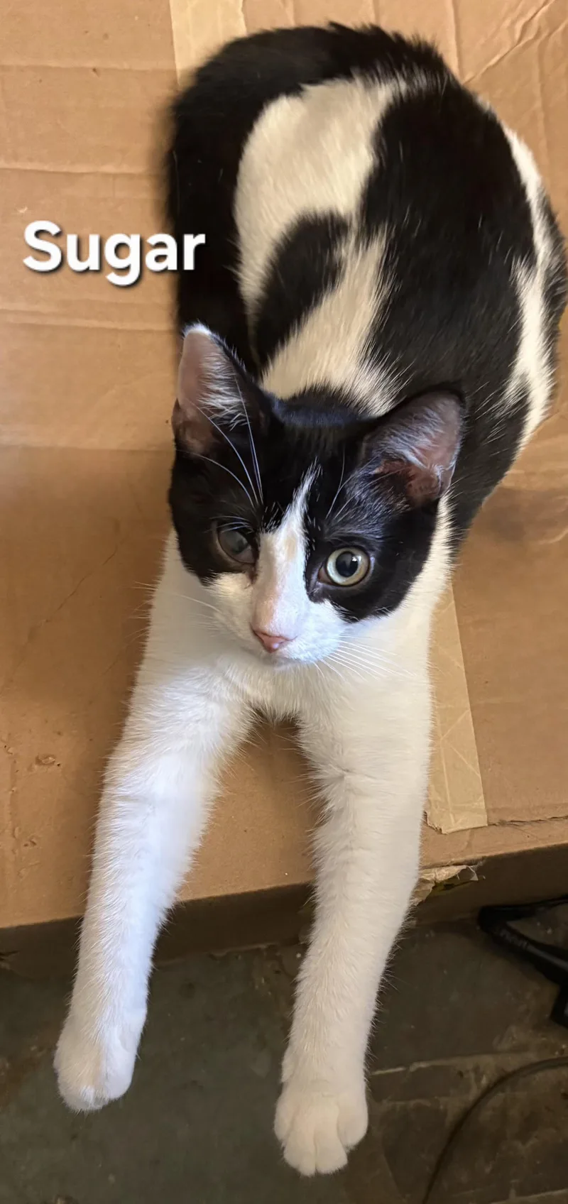 A baby medium-sized female Black & White / Tuxedo Domestic Short Hair cat named Sugar for adoption in Temple, PA
