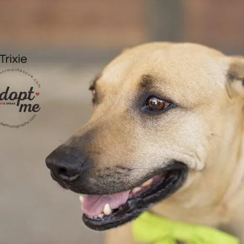 Trixie thumbnail 3