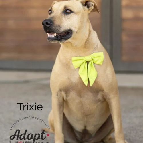 Trixie thumbnail 4
