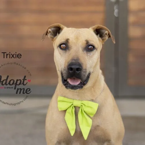 Trixie thumbnail 5