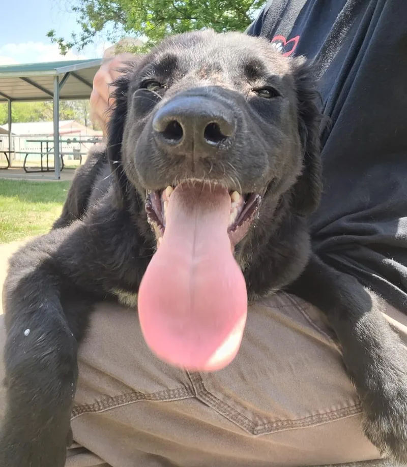 A baby medium-sized male Mixed Breed dog named Dash for adoption in Lawrenceburg, TN