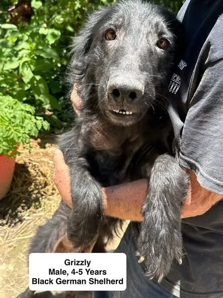 Griz