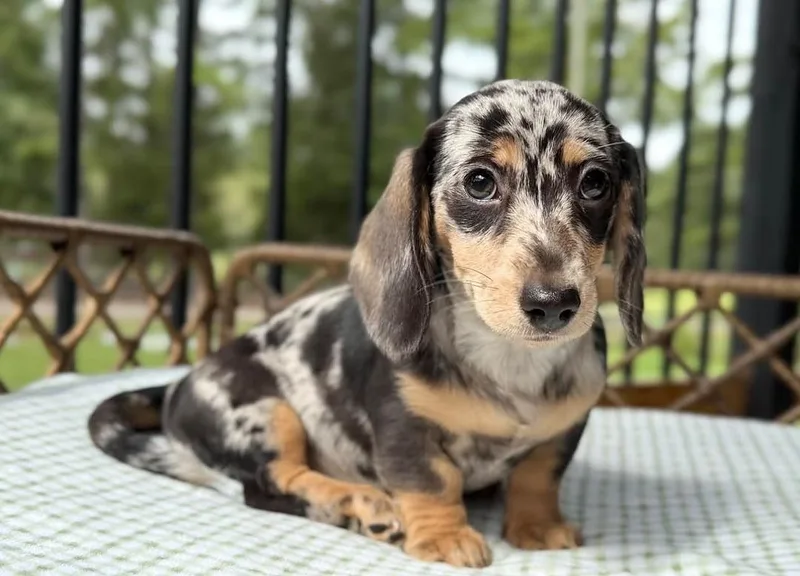 A young small-sized female Dachshund dog named Elvis for adoption in Blessing, TX