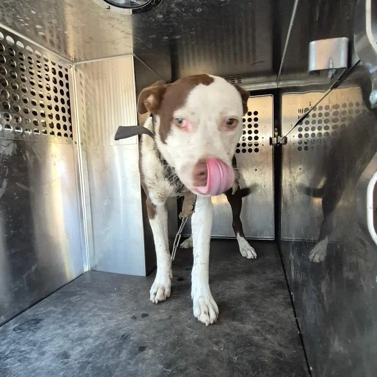 An adult medium-sized male White / Cream Pit Bull Terrier dog named Ike for adoption in Birmingham, AL
