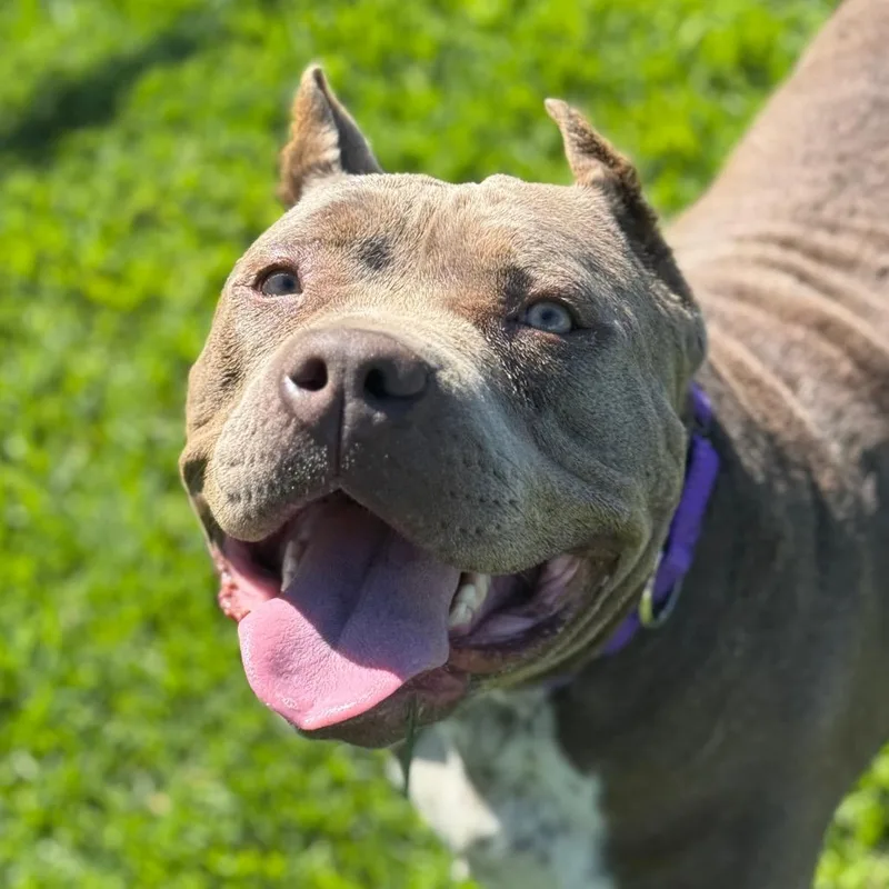 An adult large-sized female Gray / Blue / Silver American Bulldog dog named Riley for adoption in Santa Barbara, CA