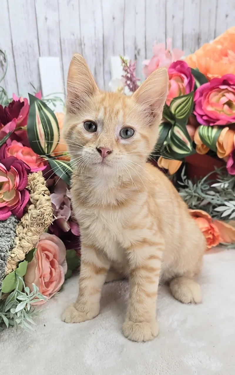 A baby small-sized male Tabby (Orange / Red) Domestic Short Hair cat named Quarter Pounder AKA Quart for adoption in Ocean Springs, MS