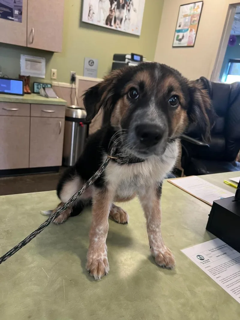 An adult medium-sized male Shepherd dog named Found stray: JackO for adoption in Rockwall, TX