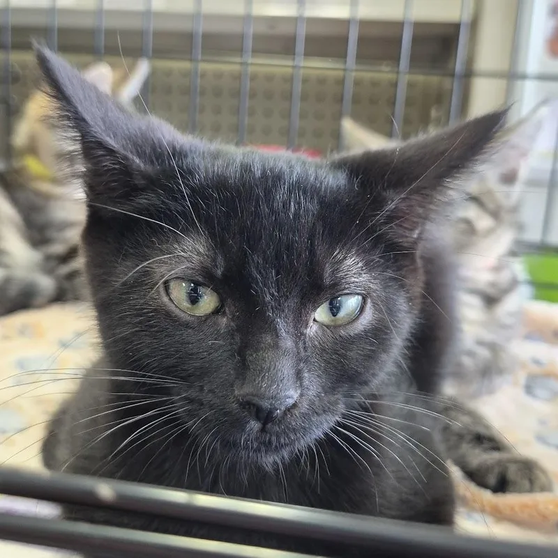 A baby medium-sized male Black Domestic Short Hair cat named Obsidian for adoption in Eugene, OR