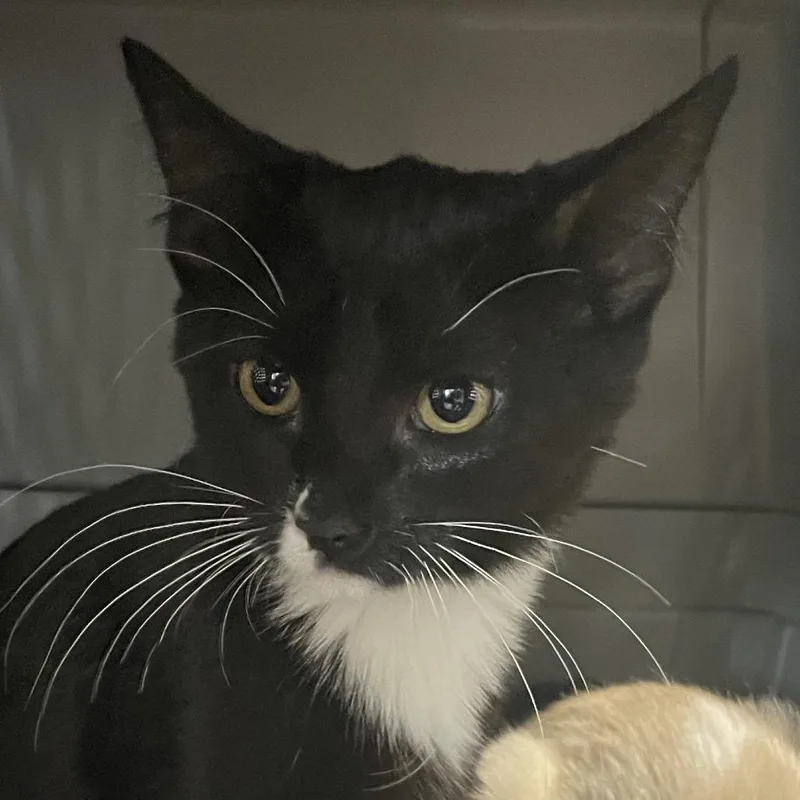 A young small-sized female Black & White / Tuxedo Domestic Short Hair cat named Mimi for adoption in Green Forest, AR