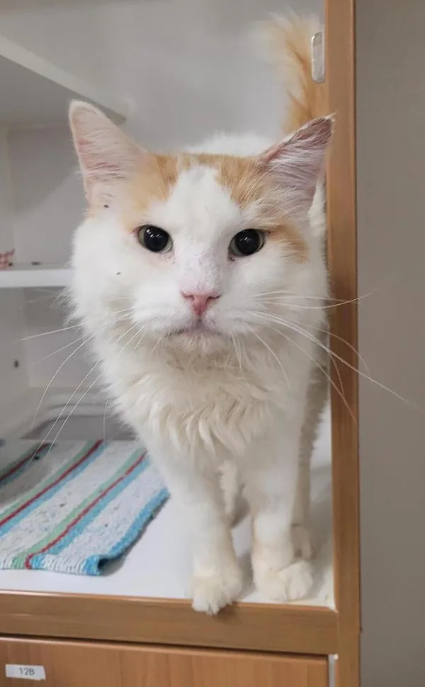 An adult medium-sized male Domestic Short Hair cat named Oakfur for adoption in El Cajon, CA