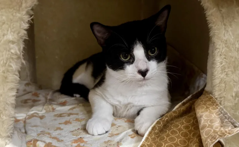 A baby medium-sized male Black & White / Tuxedo Domestic Short Hair cat named Wasabi for adoption in Centerville, GA