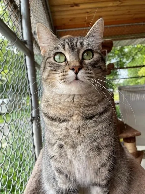 An adult medium-sized female Torbie Domestic Short Hair cat named Polly for adoption in Hayward, WI