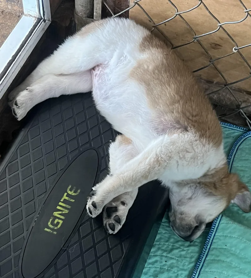 A baby large-sized female Tricolor (Brown, Black, & White) Great Pyrenees dog named Maple for adoption in Granite Bay, CA