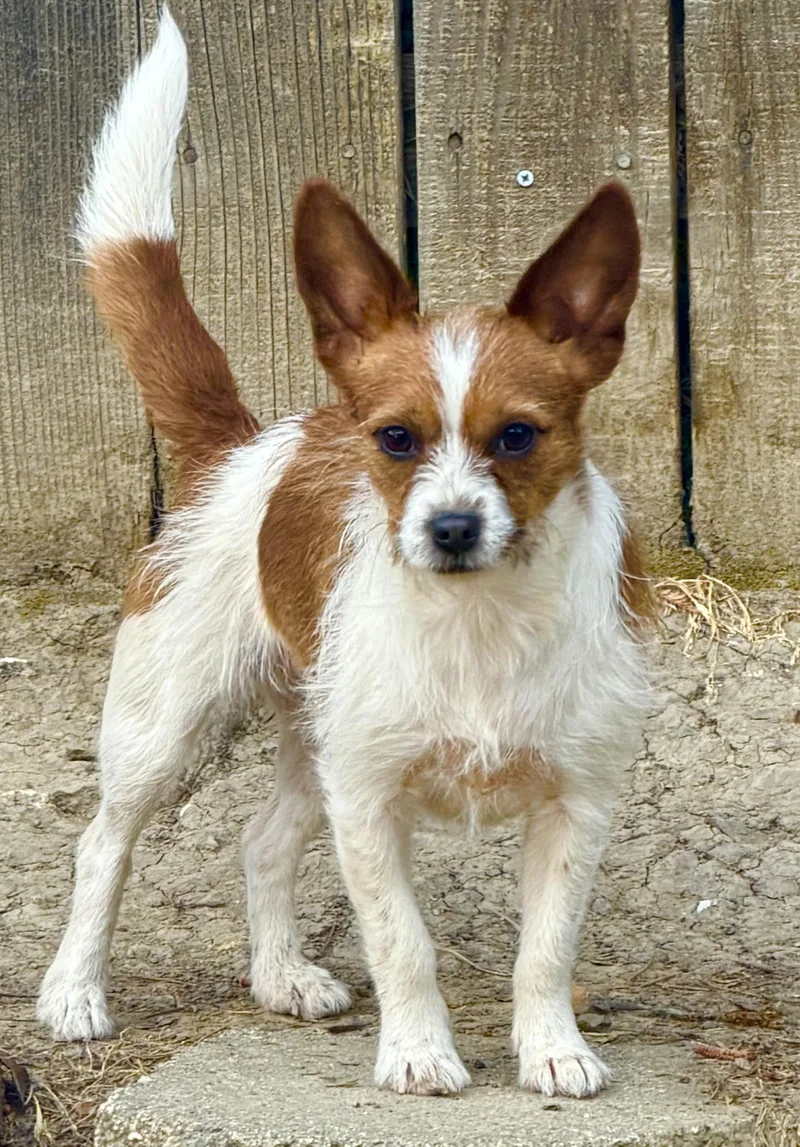 Rosie