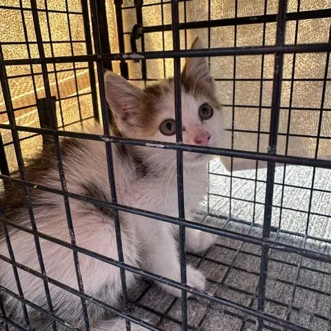 A baby small-sized female Calico Domestic Short Hair cat named Yogurt for adoption in Huntington, WV