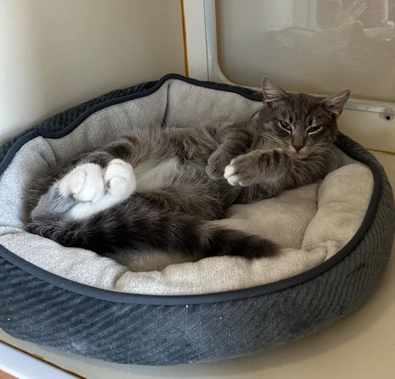 Niblet  Sponsored By