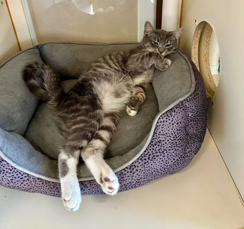 Niblet  Sponsored By thumbnail 2