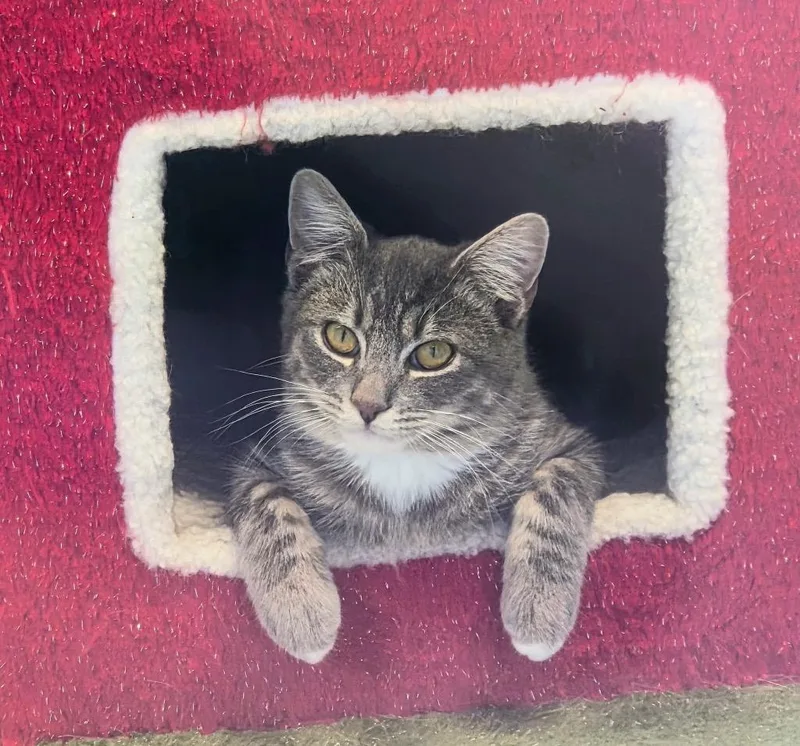 Niblet  Sponsored By thumbnail 3