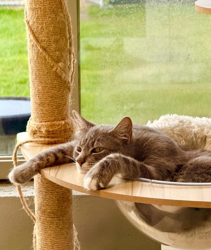 Niblet  Sponsored By thumbnail 4