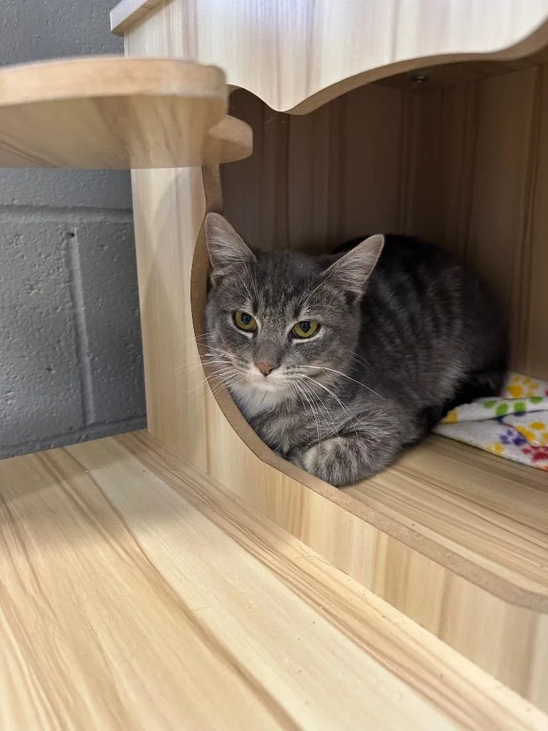 Niblet  Sponsored By thumbnail 5