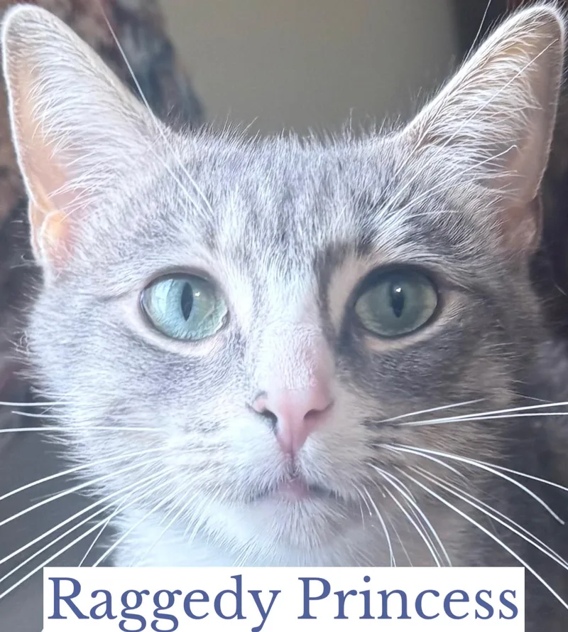 Raggedy Princess thumbnail 2
